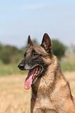 MALINOIS 957